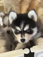 Merlin, a male Pomsky for sale in Philippi, WV – 1 of 4