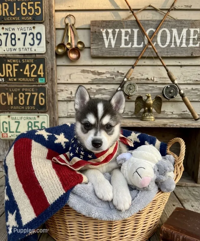 Caesar – Alaskan Klee Kai puppy for sale in Philippi, WV