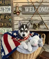 Caesar, a male Alaskan Klee Kai for sale in Philippi, WV – 1 of 1