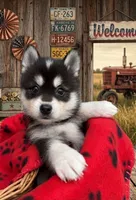 Romeo, a male Alaskan Klee Kai for sale in Philippi, WV – 1 of 1