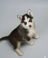 Ariel, a female Pomsky for sale in Philippi, WV – 1 of 3