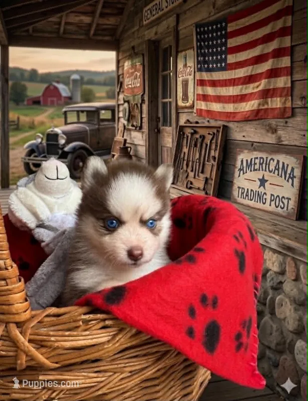 Tucker – Pomsky puppy for sale in Philippi, WV