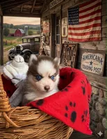 Tucker, a male Pomsky for sale in Philippi, WV – 1 of 1