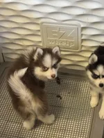 Marvel, a male Pomsky for sale in Philippi, WV – 2 of 3