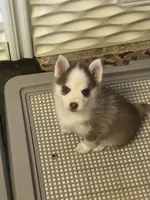 TomTom, a male Pomsky for sale in Philippi, WV – 2 of 3