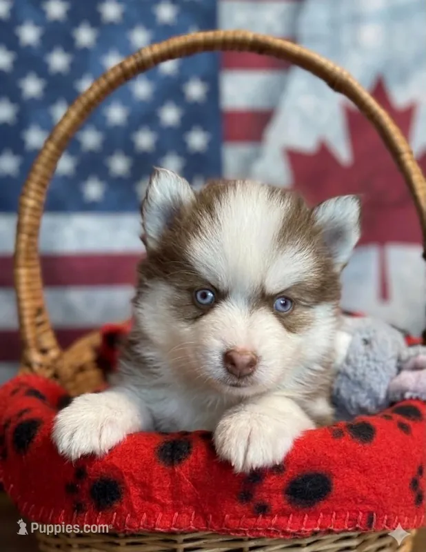 Marvel – Pomsky puppy for sale in Philippi, WV