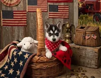 Joe, a male Alaskan Klee Kai for sale in Philippi, WV – 1 of 1