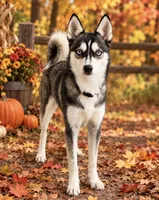 Grace, a female Alaskan Klee Kai for sale in Philippi, WV – 1 of 1