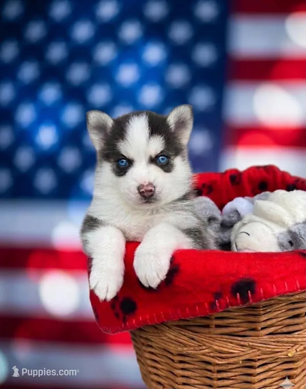 Ariel – Pomsky puppy for sale in Philippi, WV