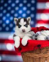 Ariel, a female Pomsky for sale in Philippi, WV – 1 of 1