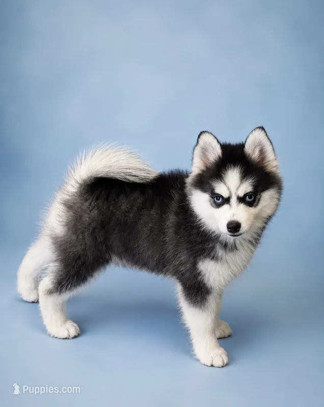 Tinkerbelle – Pomsky puppy for sale in Philippi, WV