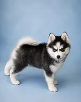 Tinkerbelle, a female Pomsky for sale in Philippi, WV – 1 of 5