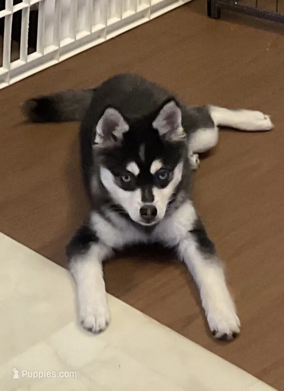 Kaya – Alaskan Klee Kai puppy for sale in Philippi, WV