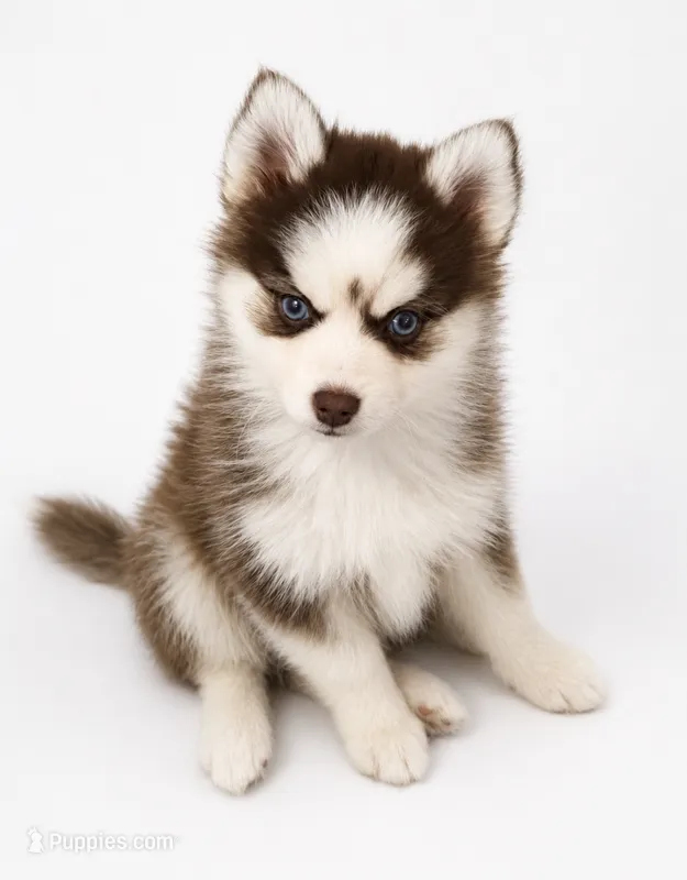 Tucker – Pomsky puppy for sale in Philippi, WV