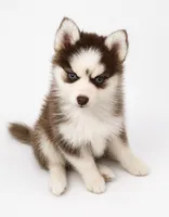 Tucker, a male Pomsky for sale in Philippi, WV – 1 of 2