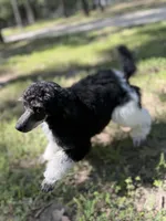 Ryder, a male Poodle - Standard  for sale in Terrell, TX – Photo 5 of 9