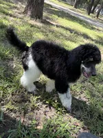Ryder, a male Poodle - Standard  for sale in Terrell, TX – Photo 6 of 9