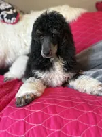 Ryder, a male Poodle - Standard  for sale in Terrell, TX – Photo 7 of 9