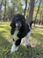 Ryder, a male Poodle - Standard  for sale in Terrell, TX – Photo 4 of 9