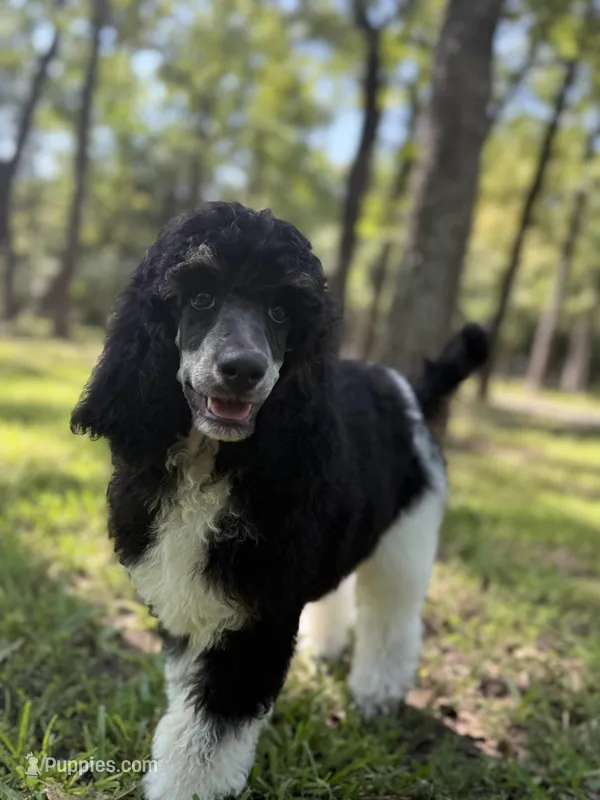 Ryder, a male Poodle - Standard  for sale in Terrell, TX – Photo 1 of 9