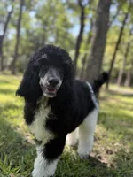 Ryder, a male Poodle - Standard  for sale in Terrell, TX – Photo 1 of 9