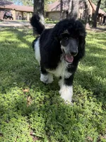 Ryder, a male Poodle - Standard  for sale in Terrell, TX – Photo 8 of 9