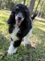 Ryder, a male Poodle - Standard  for sale in Terrell, TX – Photo 2 of 9