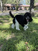 Ryder, a male Poodle - Standard  for sale in Terrell, TX – Photo 9 of 9