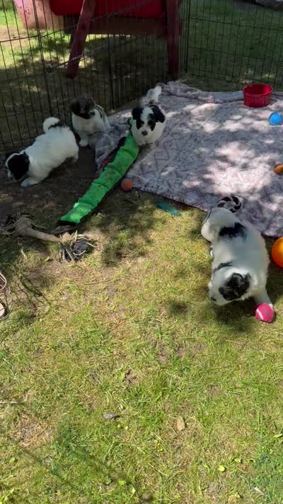 Sebastian , a male Coton de Tulear for sale in Spokane, WA – 5 of 5