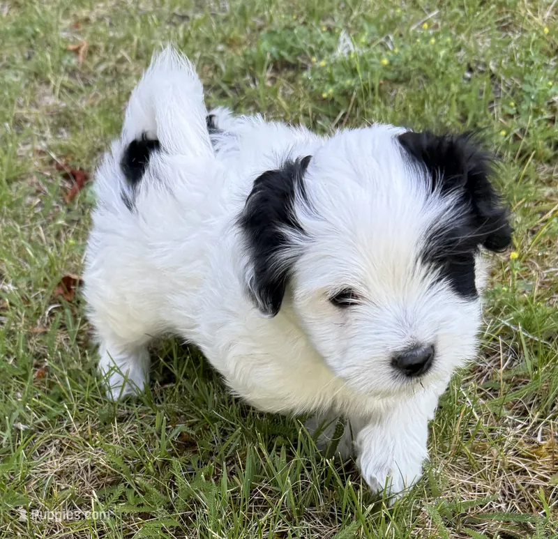 Sebastian  – Coton de Tulear puppy for sale in Spokane, WA