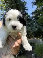 Sebastian , a male Coton de Tulear for sale in Spokane, WA – 2 of 5