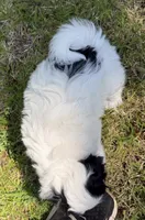 Sebastian , a male Coton de Tulear for sale in Spokane, WA – 3 of 5