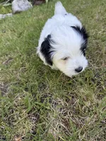 Sebastian , a male Coton de Tulear for sale in Spokane, WA – 4 of 5