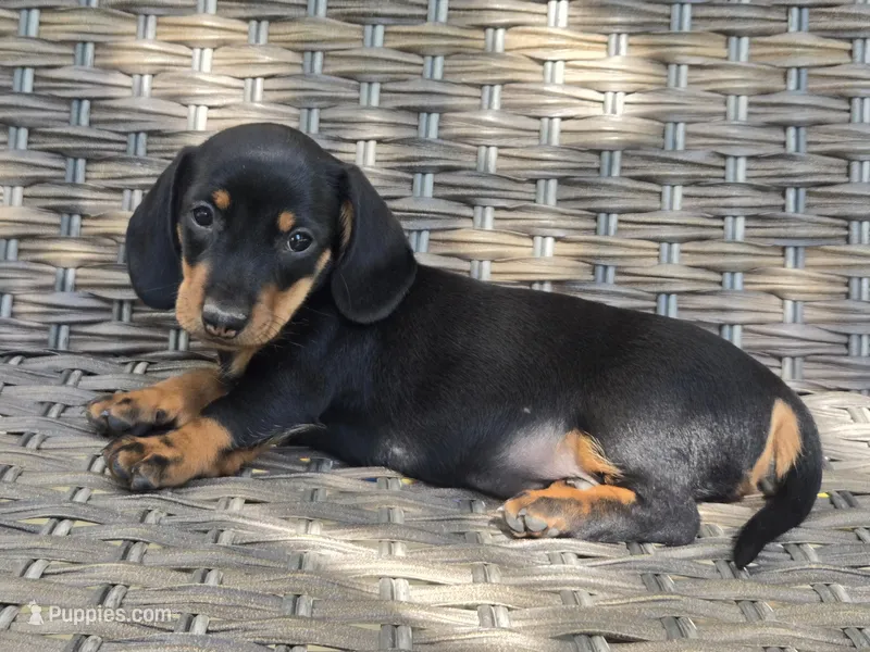 Cooper  – Dachshund puppy for sale in Ringtown, PA