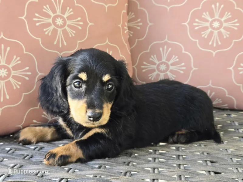 Crystal  – Dachshund puppy for sale in Ringtown, PA