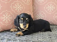 Crystal , a female Dachshund for sale in Ringtown, PA – 5 of 8