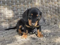 Cooper , a male Dachshund for sale in Ringtown, PA – 2 of 6
