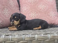 Callie, a female Dachshund for sale in Ringtown, PA – 3 of 6