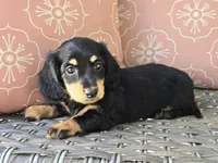 Crystal , a female Dachshund for sale in Ringtown, PA – 2 of 8