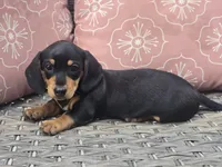 Callie, a female Dachshund for sale in Ringtown, PA – 2 of 6