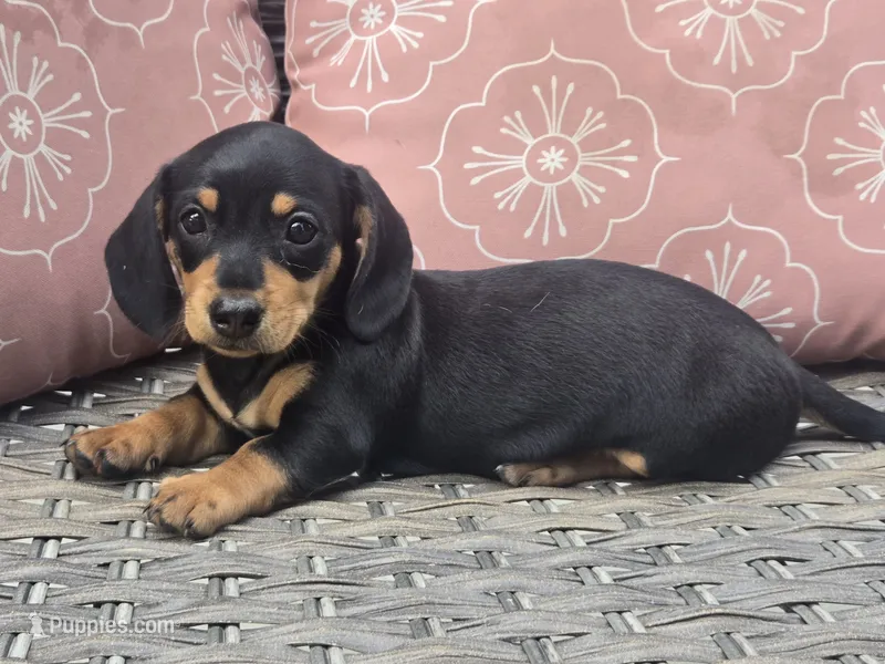 Callie – Dachshund puppy for sale in Ringtown, PA