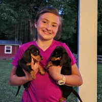 Cooper , a male Dachshund for sale in Ringtown, PA – 3 of 6
