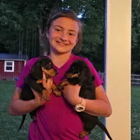 Crystal , a female Dachshund for sale in Ringtown, PA – 7 of 8