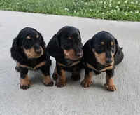 Crystal , a female Dachshund for sale in Ringtown, PA – 6 of 8