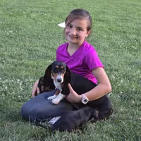Callie, a female Dachshund for sale in Ringtown, PA – 5 of 6