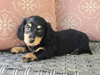 Crystal , a female Dachshund for sale in Ringtown, PA – 3 of 8