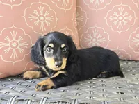 Crystal , a female Dachshund for sale in Ringtown, PA – 4 of 8