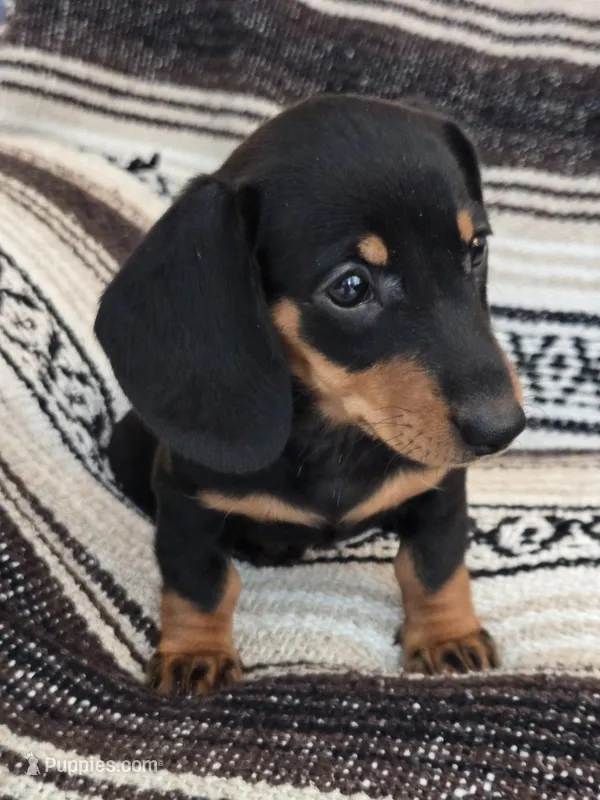 Emma, a female Miniature Dachshund for sale in Ringtown, PA – Photo 1 of 3