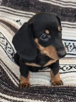 Emma, a female Miniature Dachshund for sale in Ringtown, PA – Photo 1 of 3