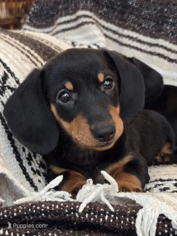 Emma – Miniature Dachshund puppy for sale in Ringtown, PA